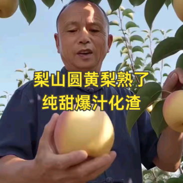 圆黄梨纯甜爆汁现摘现发一手货源质量保证全国发货对接电商商