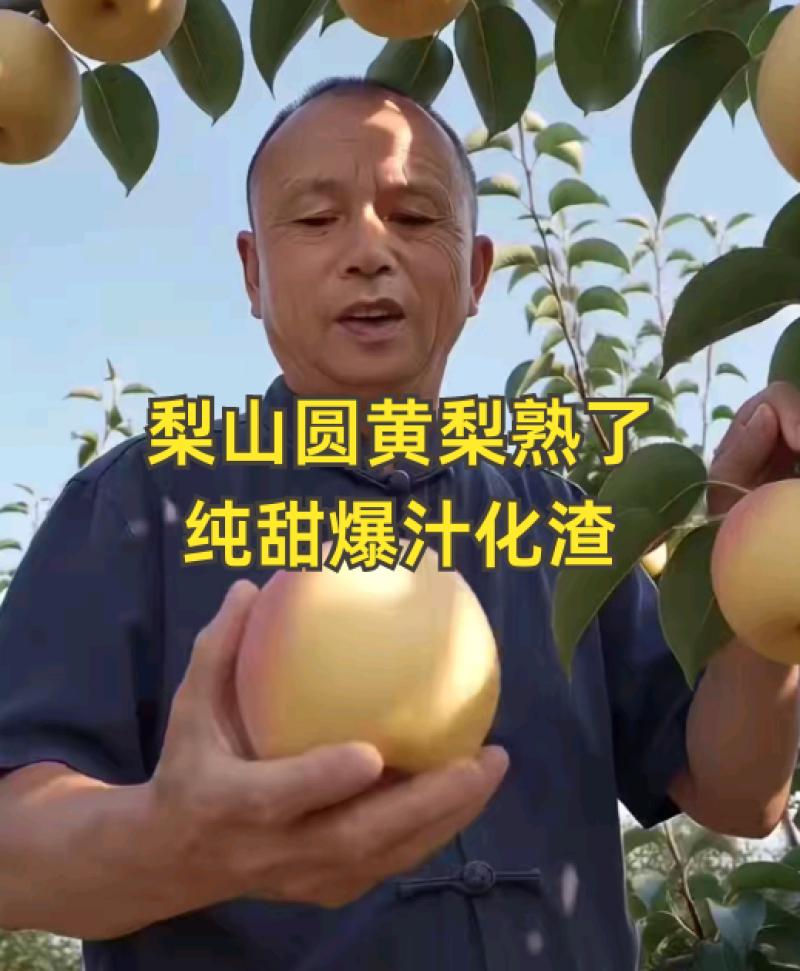 圆黄梨纯甜爆汁现摘现发一手货源质量保证全国发货对接电商商