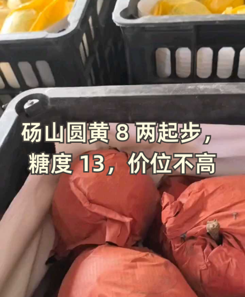 砀山精品圆黄梨大量上市了，货源充足，保质保量全国发货！