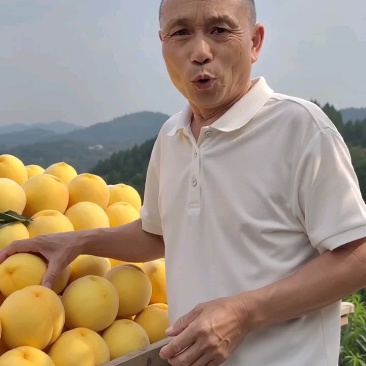 精品黄桃湖南一手货源质量保证货源充足对接电商商超