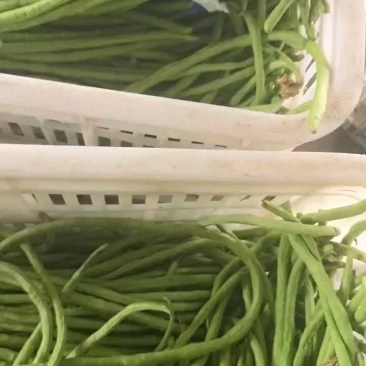 东台豇豆/长豇豆/豆角/江苏豆角/青条豆角大量供应