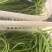 东台豇豆/长豇豆/豆角/江苏豆角/青条豆角大量供应