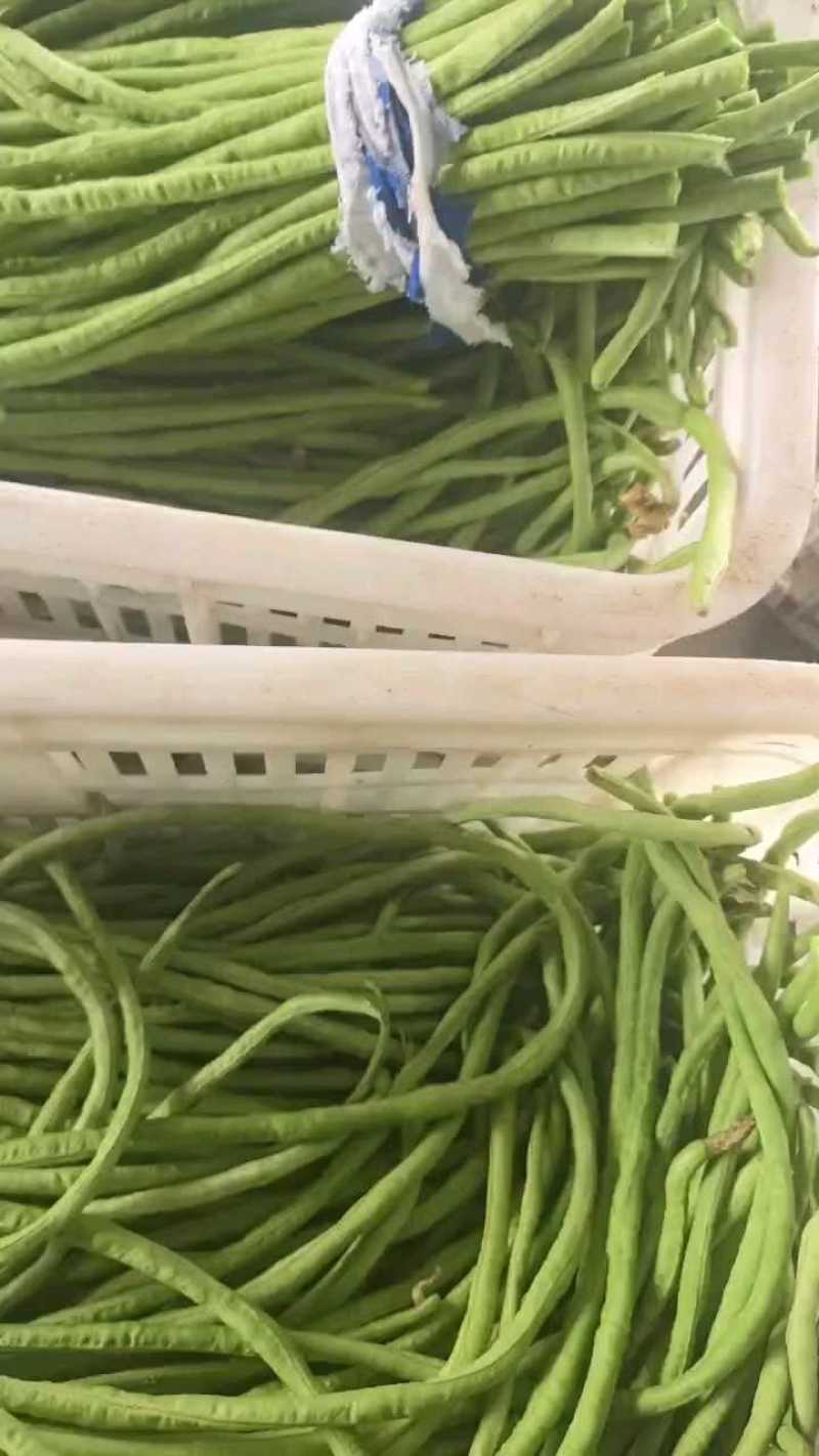 东台豇豆/长豇豆/豆角/江苏豆角/青条豆角大量供应