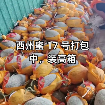 西州蜜瓜甘肃哈密瓜，品种齐全，量大从优，对接市场批发商