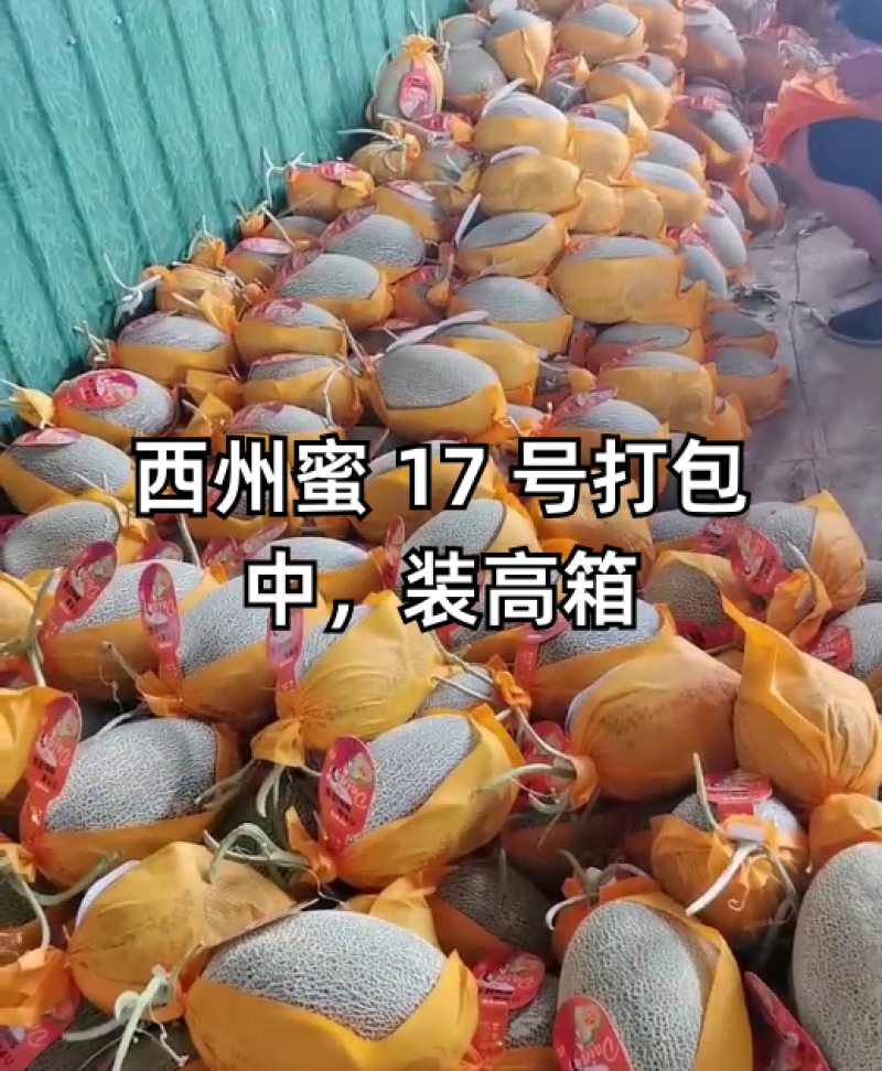 西州蜜瓜甘肃哈密瓜，品种齐全，量大从优，对接市场批发商