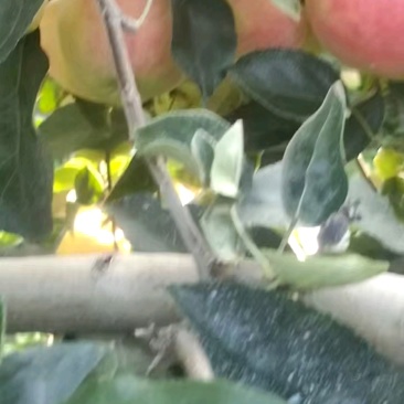 山东鲁丽苹果产直销量大质优