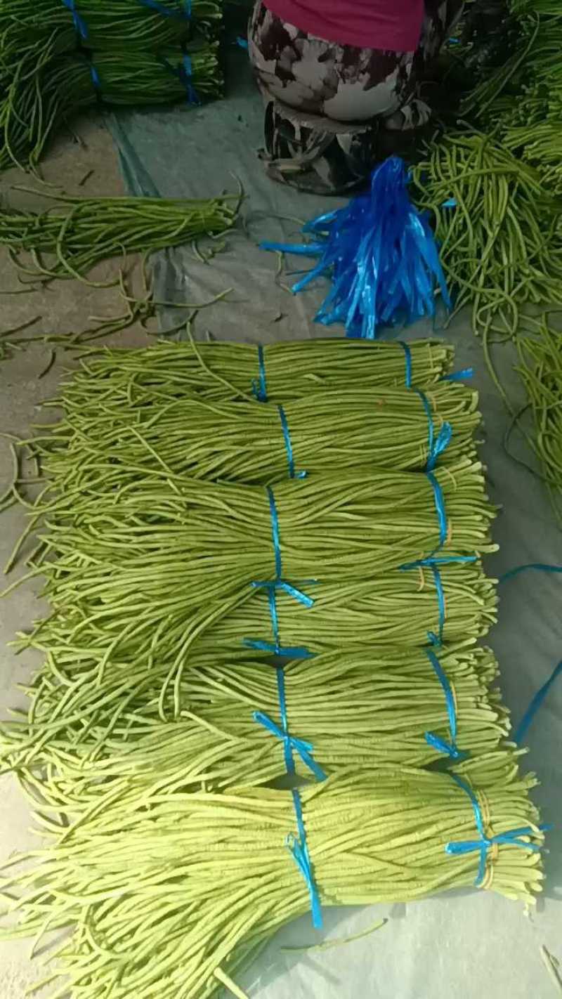 7月23号开封精品豆角，纯一手货源