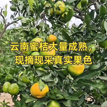 蜜橘云南特早蜜橘产地一手货源对接农户鲜果现采现摘代收代发