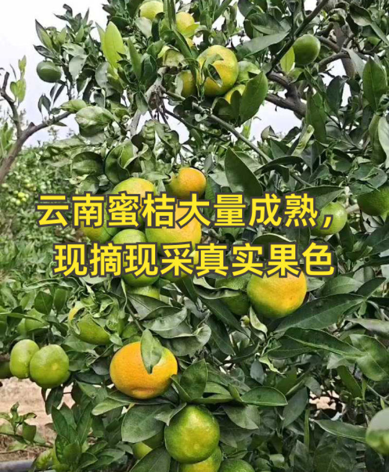 蜜橘云南特早蜜橘产地一手货源对接农户鲜果现采现摘代收代发