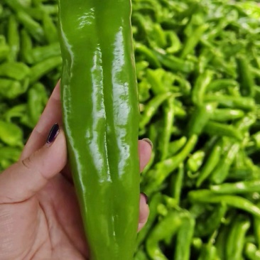 7月23日精品小牛角又上货，品质超好