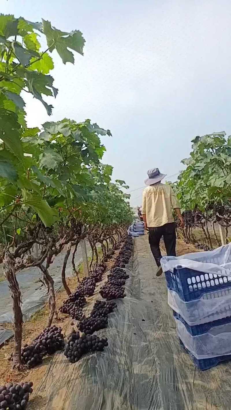巨峰葡萄散串葡萄赶集货加工厂电商货大量供应中，可代发货中