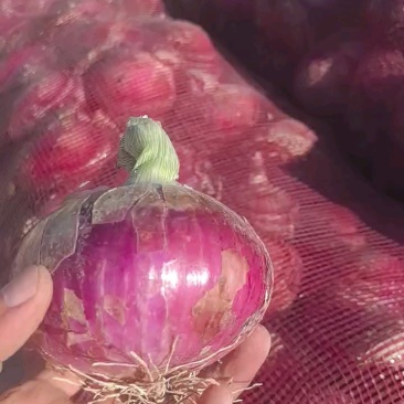 甘肃洋葱大量有货欢迎咨询实地看货洽谈合作洽谈合作