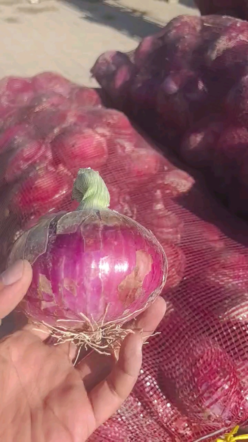 甘肃洋葱大量有货欢迎咨询实地看货洽谈合作洽谈合作