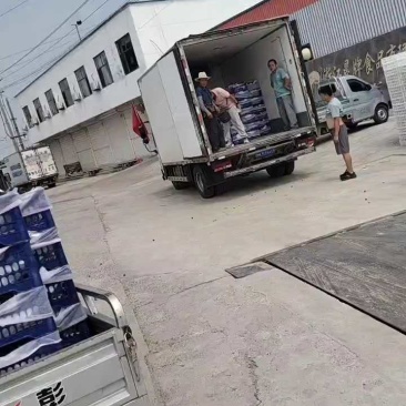 巨峰葡萄，平邑巨峰葡萄大量上市中，产地现摘口感甜，颜色黑