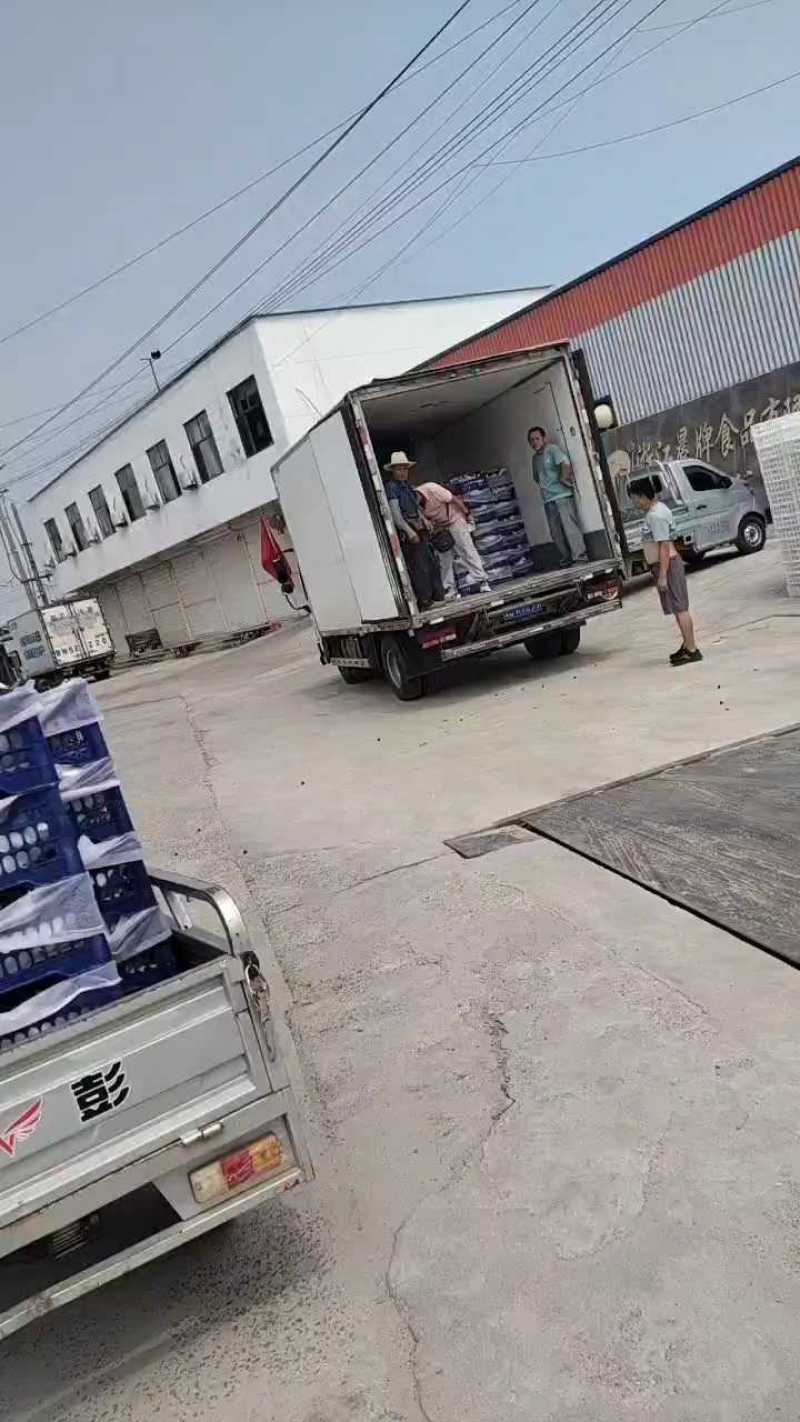 巨峰葡萄，平邑巨峰葡萄大量上市中，产地现摘口感甜，颜色黑