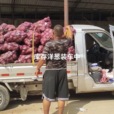 河北定州洋葱大量上市