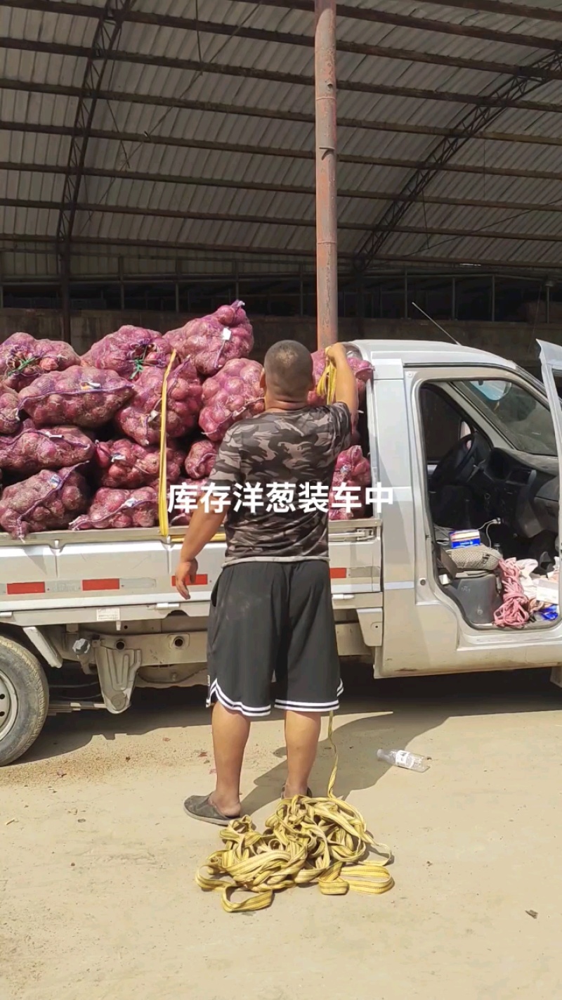 河北定州洋葱大量上市