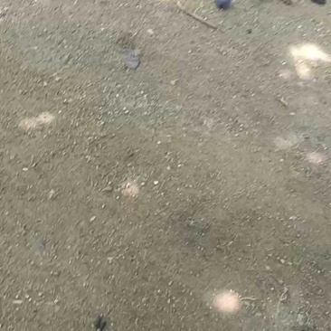 大峰巨峰大量有货，精品便宜甜