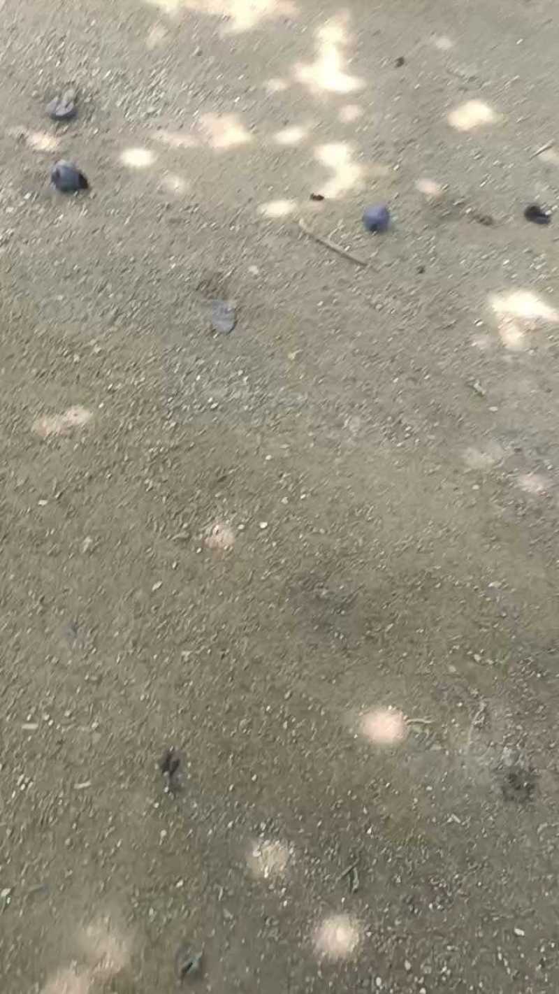 大峰巨峰大量有货，精品便宜甜