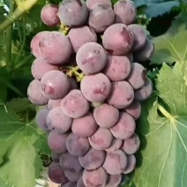 夏黑葡萄