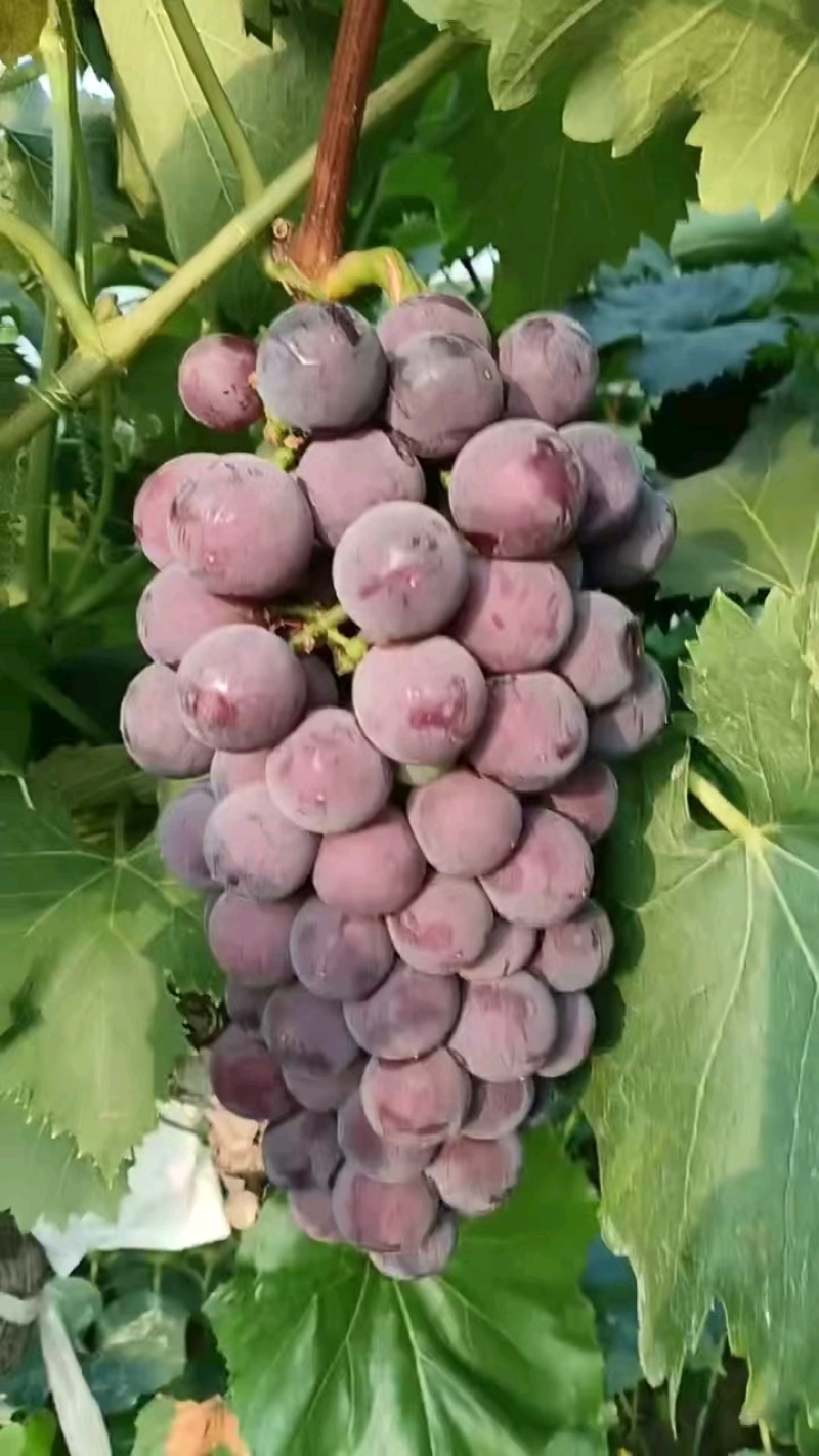 夏黑葡萄