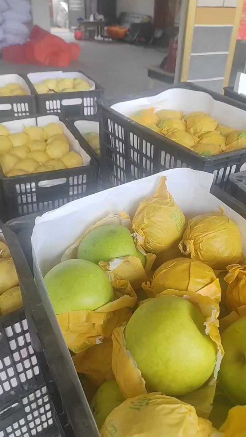 翠玉梨基地直销量大质优价格优惠一手货源欢迎咨询采购