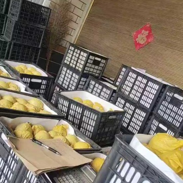 翠玉大量有货，质量好货源充足口感脆甜