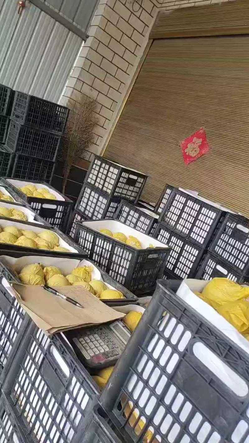 翠玉大量有货，质量好货源充足口感脆甜