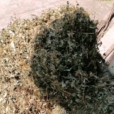今年新货鱼腥草野生鱼腥草新鲜干货红杆叶绿高含量