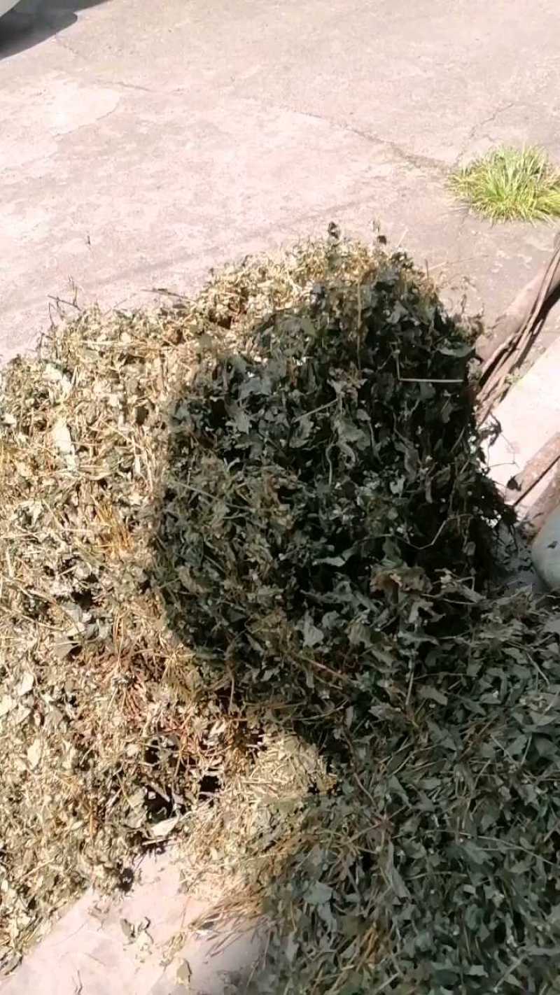 今年新货鱼腥草野生鱼腥草新鲜干货红杆叶绿高含量