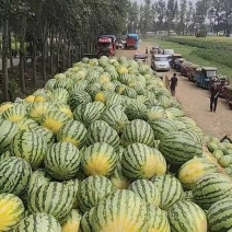 河南美都麒麟西瓜大量货，质优价廉。全国发货，质量保证……