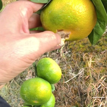云南高山蜜橘皮薄化渣口感甜蜜皮薄多汁无籽无渣