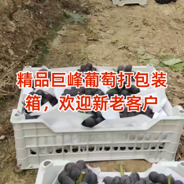 精品巨峰葡萄打包装箱，欢迎订购