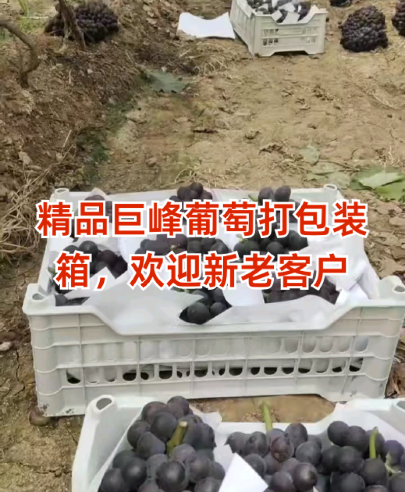 精品巨峰葡萄打包装箱，欢迎订购
