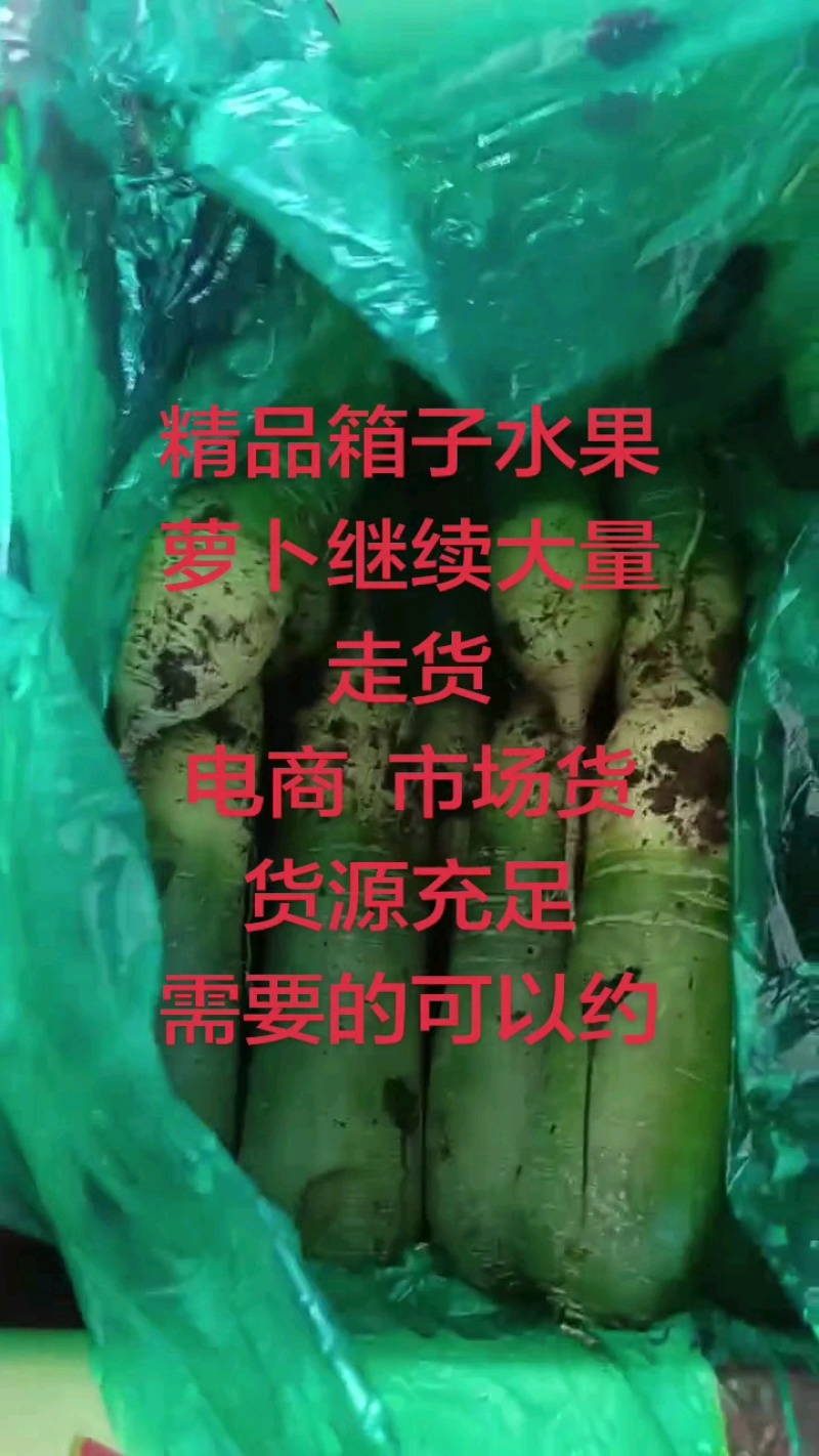山东潍坊水果萝卜，天星希卡利青克力帝王青绿帅冰激凌冰糖芯