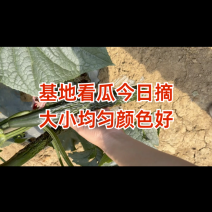贵州密刺黄瓜，大量上市。电商平台，市场货，一手代办