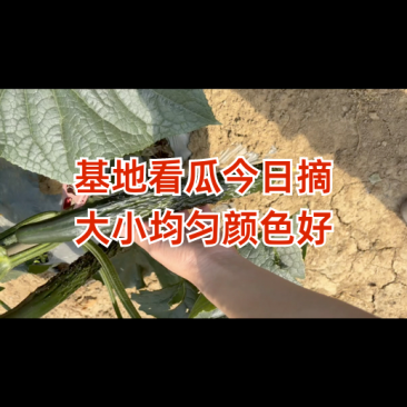 贵州密刺黄瓜，大量上市。电商平台，市场货，一手代办