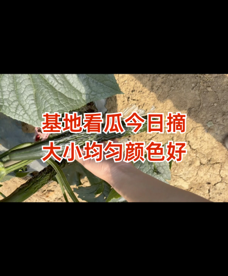 贵州密刺黄瓜，大量上市。电商平台，市场货，一手代办