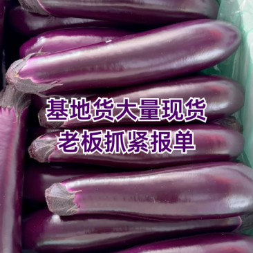 贵州长茄，烧烤茄，大量有货。一手代办，基地直发