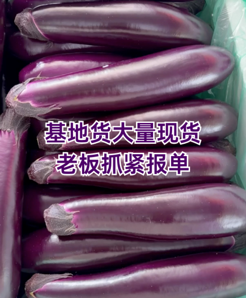 贵州长茄，烧烤茄，大量有货。一手代办，基地直发