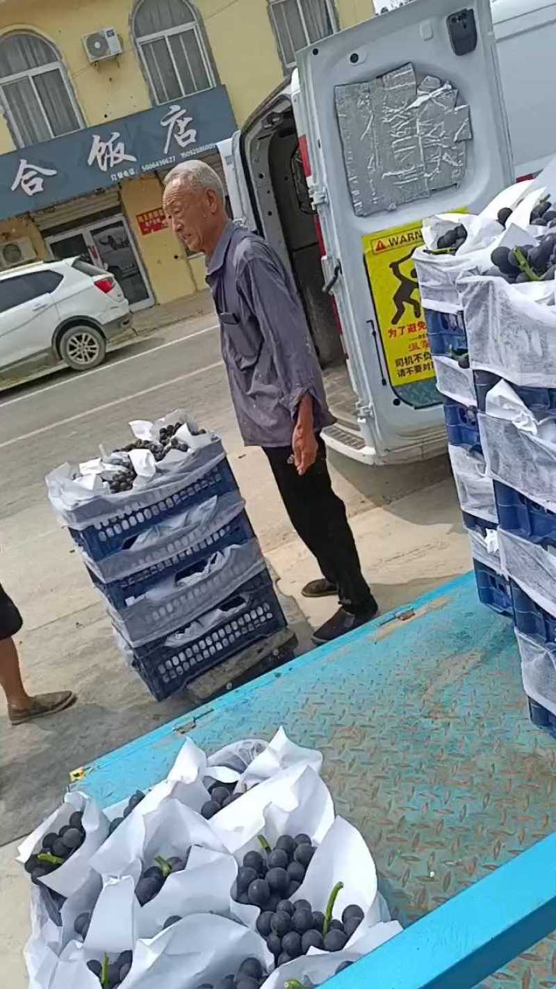 巨峰葡萄散串葡萄赶集货加工厂电商货大量供应中，可代发货中
