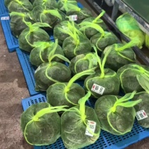 盘锦《六月黄大闸蟹》辽宁基地直发欢迎下单可供应电商团购