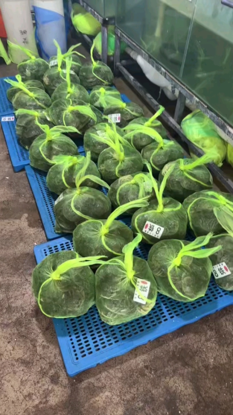 盘锦《六月黄大闸蟹》辽宁基地直发欢迎下单可供应电商团购