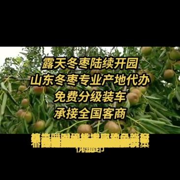 山东鲜枣现摘现发原产地对接网店直播卖货社区配送一件代发