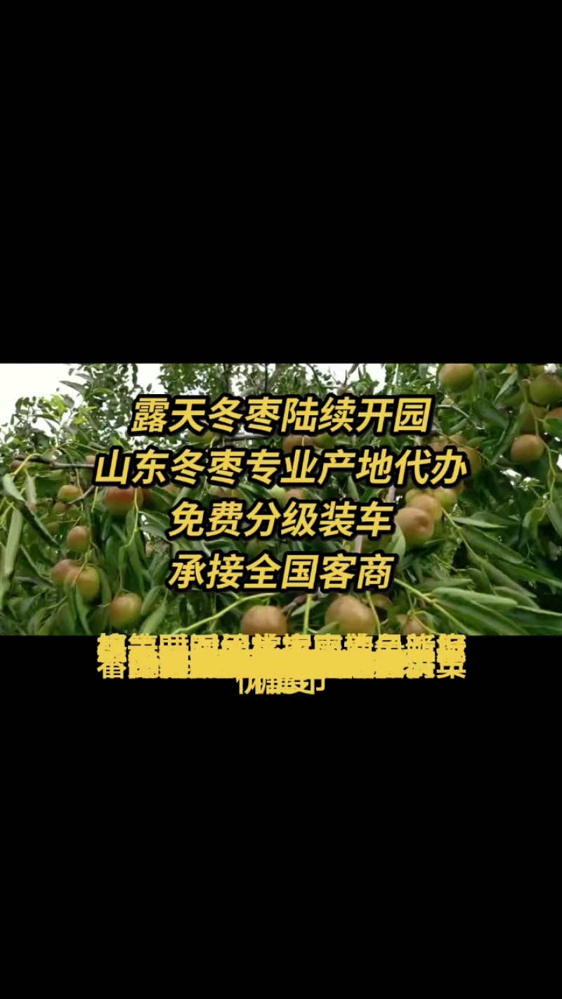 山东鲜枣现摘现发原产地对接网店直播卖货社区配送一件代发