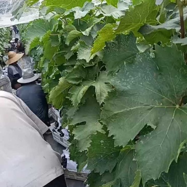 巨峰葡萄散串葡萄赶集货加工厂电商货大量供应中，可代发货中