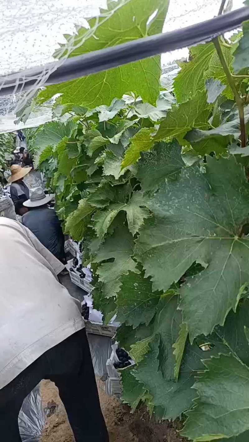 巨峰葡萄散串葡萄赶集货加工厂电商货大量供应中，可代发货中