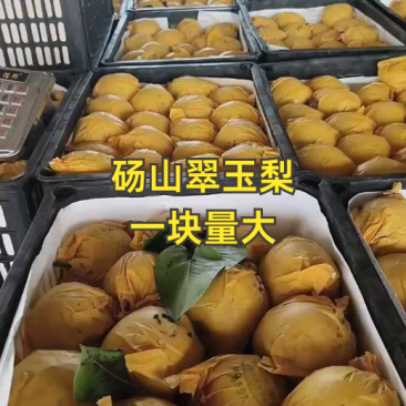 【翠玉梨】产地供应，口感脆甜皮薄无渣供商超批发市场