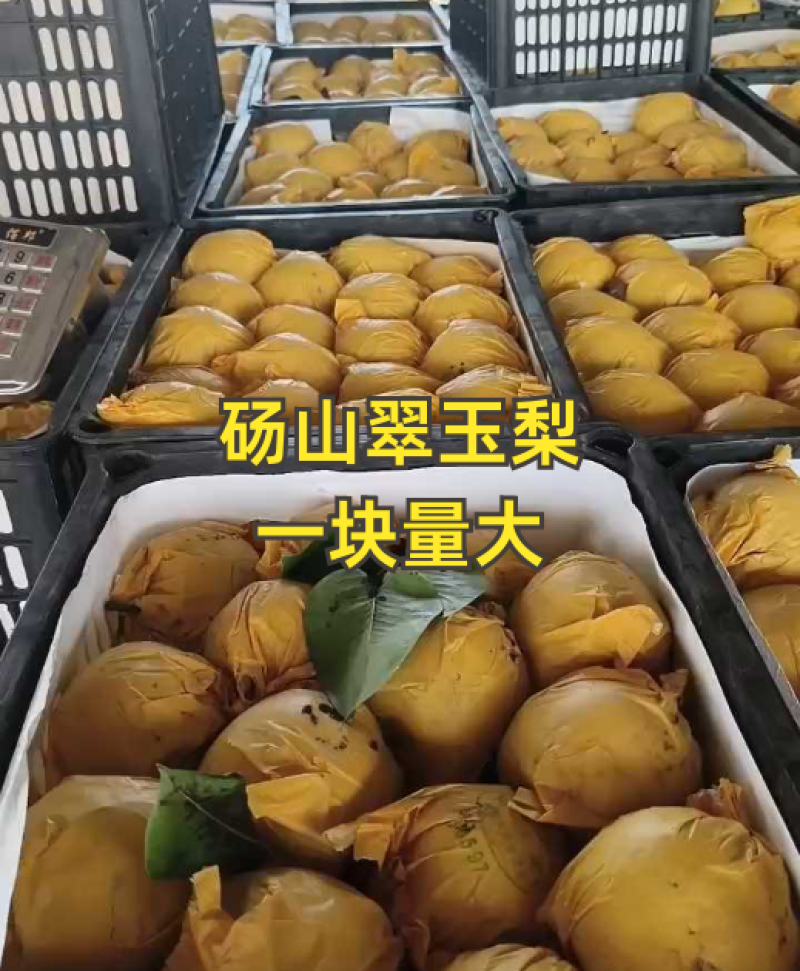 【翠玉梨】产地供应，口感脆甜皮薄无渣供商超批发市场