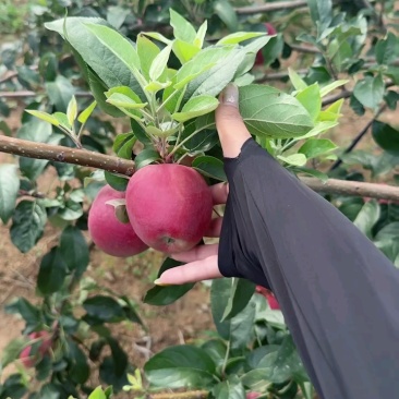 【鲁丽苹果美八苹果】大量批发新鲜采摘口感脆甜多汁